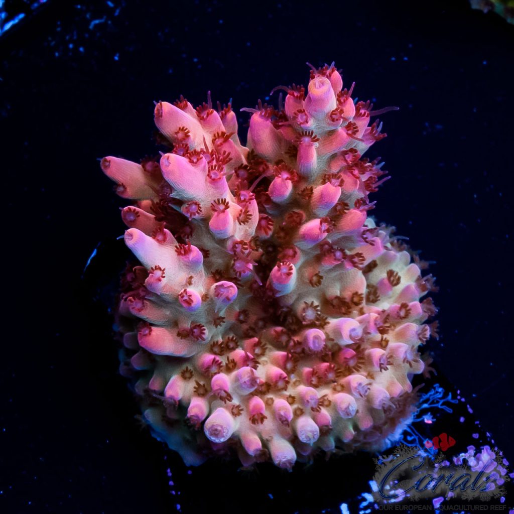 EC Supernova Acro NEW ER