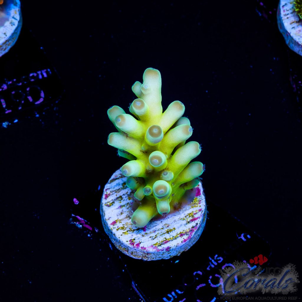 EC Acropora AquaCultured