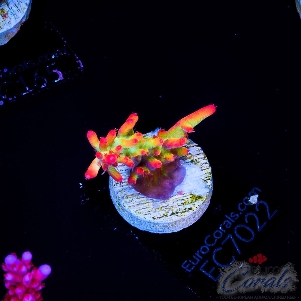 EC Red Devils Acro