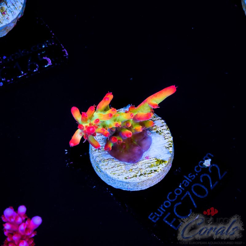 EC Red Devils Acro