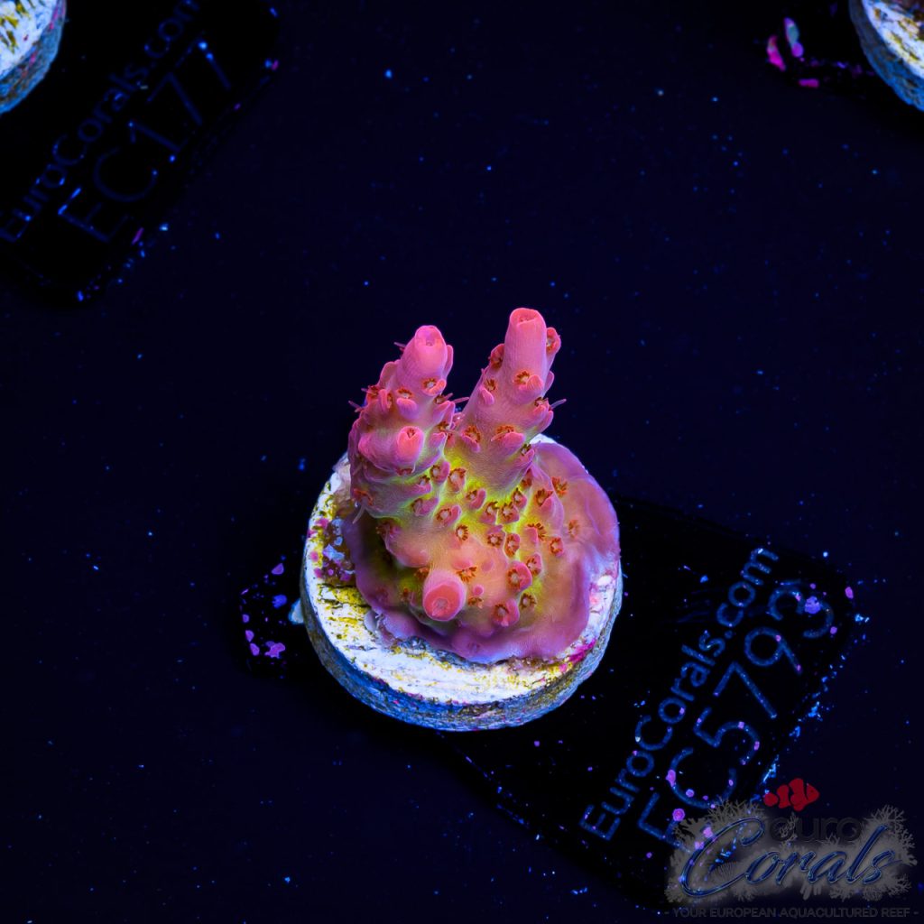 EC Acropora Aquaculture
