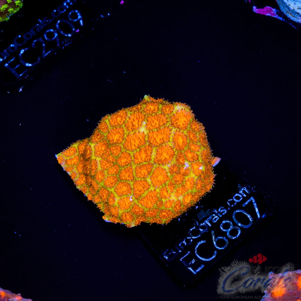 EC Orange/Green Rogue Leptastrea