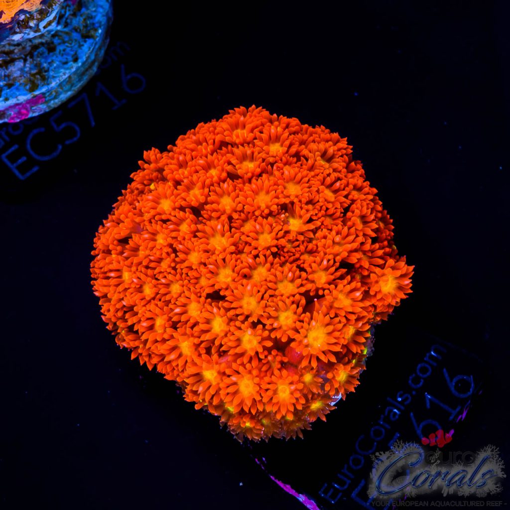EC Goni Aquaculture