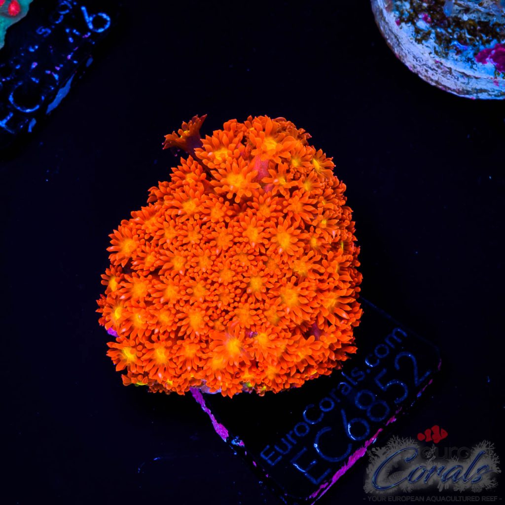 EC Fruit Loops Micro Goniopora