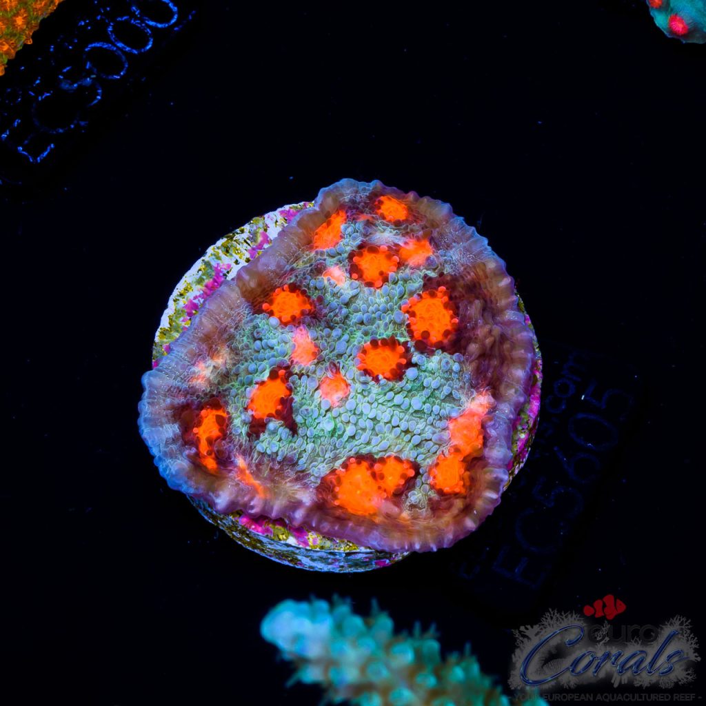 EC Chalice Aquaculture