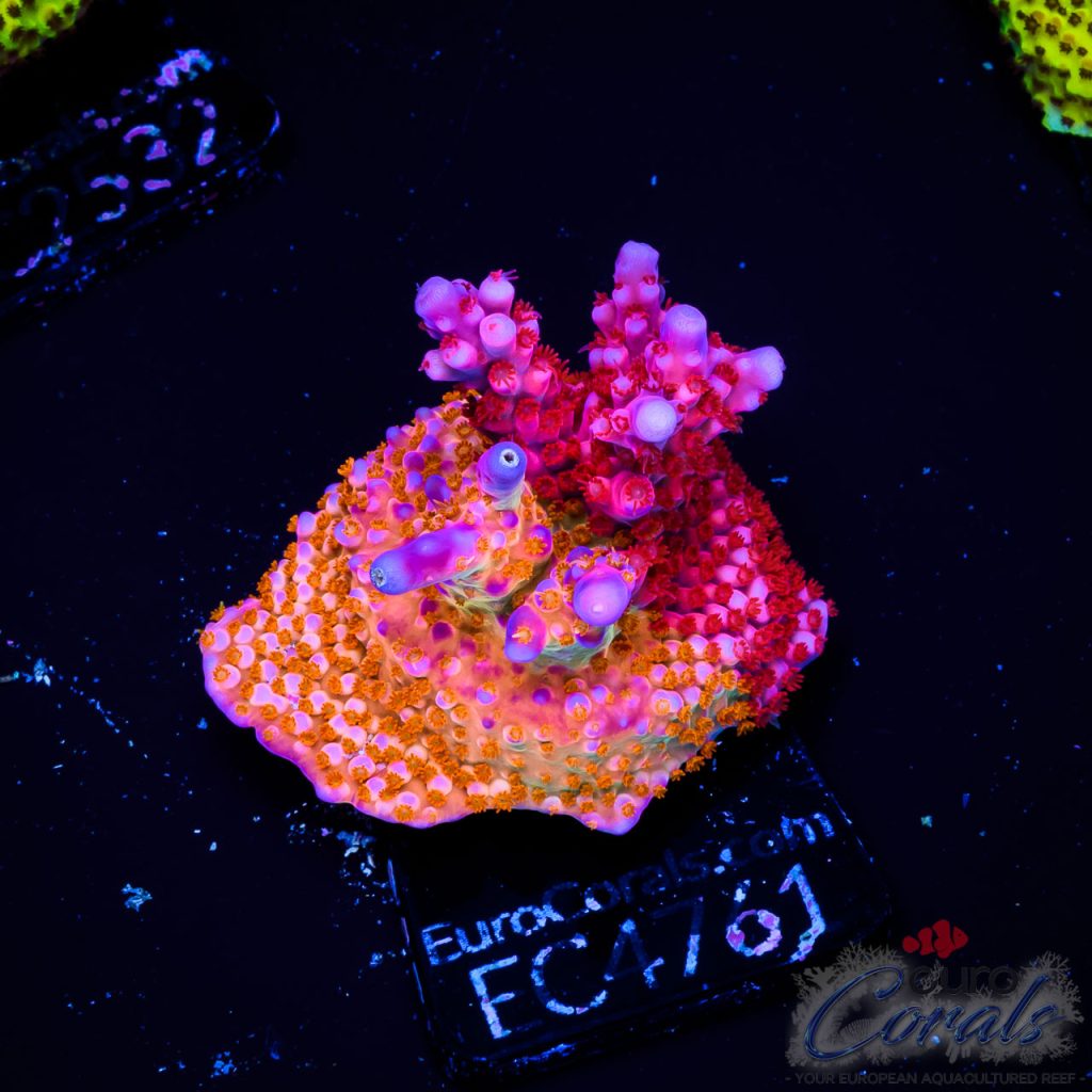 EC Hell2Heaven Acro ER GRAFTED EX