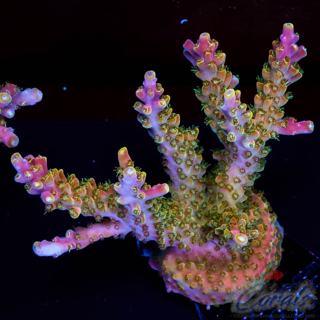 EC Acropora Aquaculture