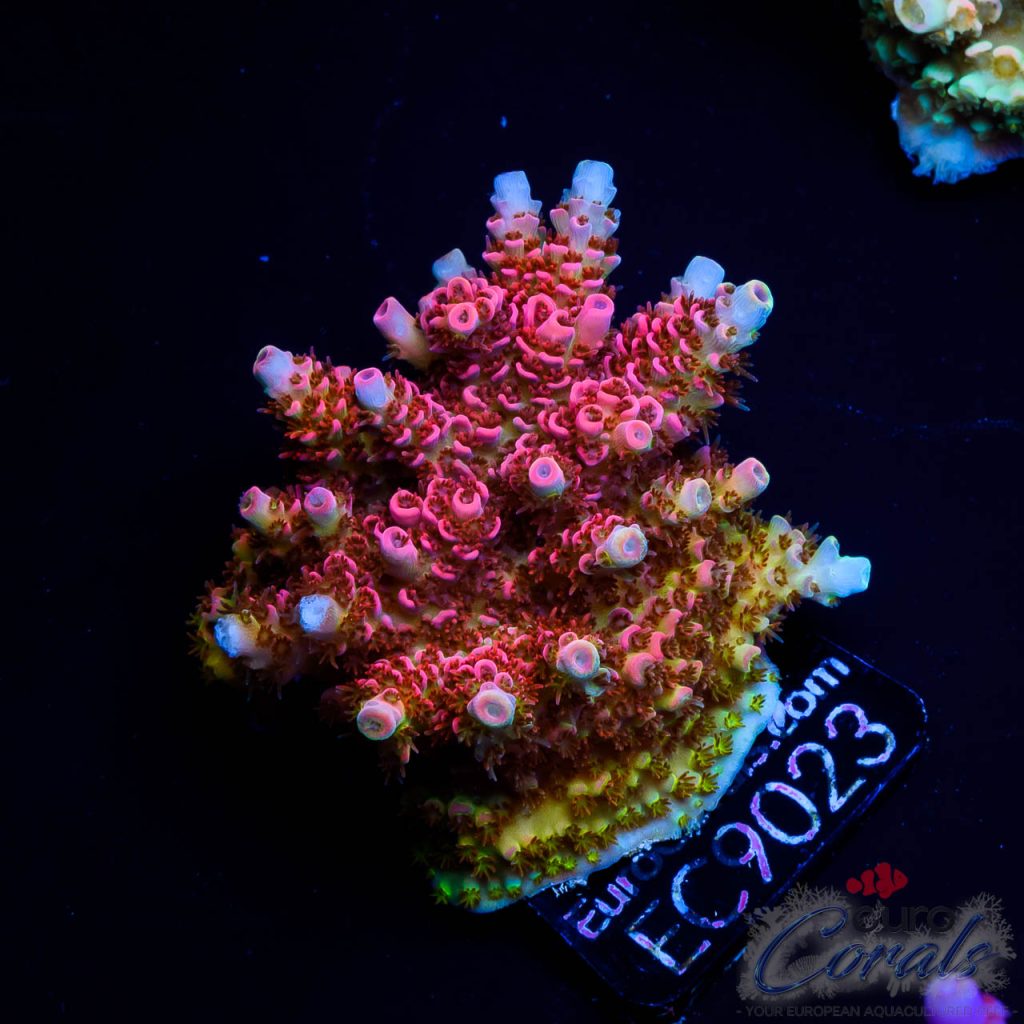 EC Acropora Aquaculture