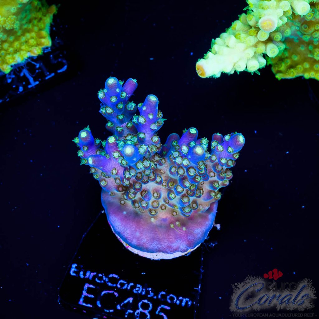 EC Acropora Aquaculture