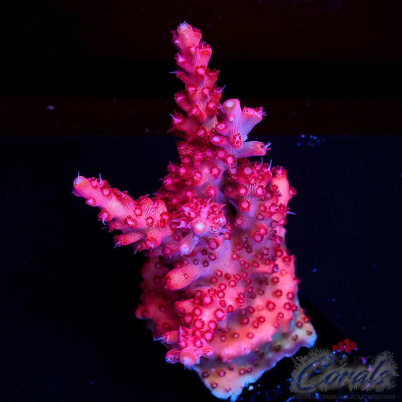 EC Acropora Aquaculture