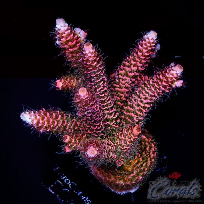 EC Acropora Aquaculture