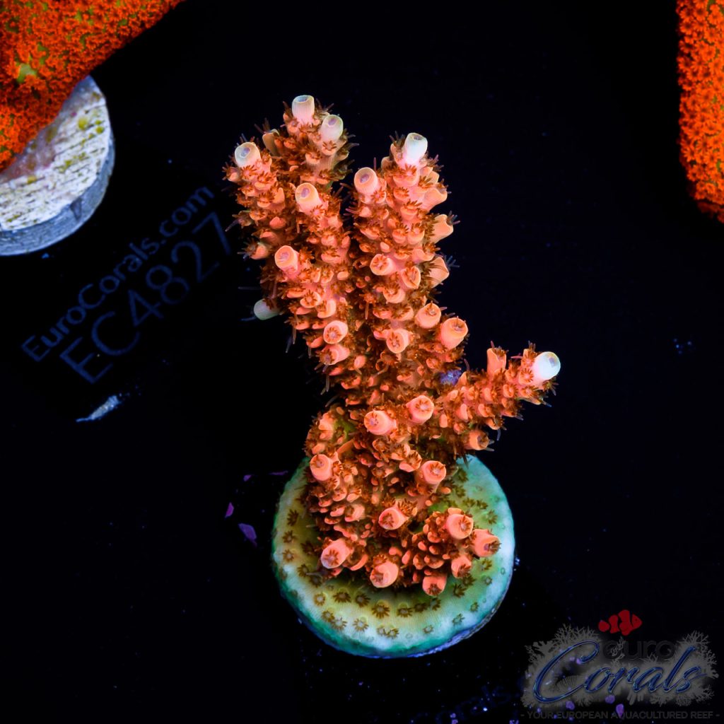 EC Acropora Aquaculture
