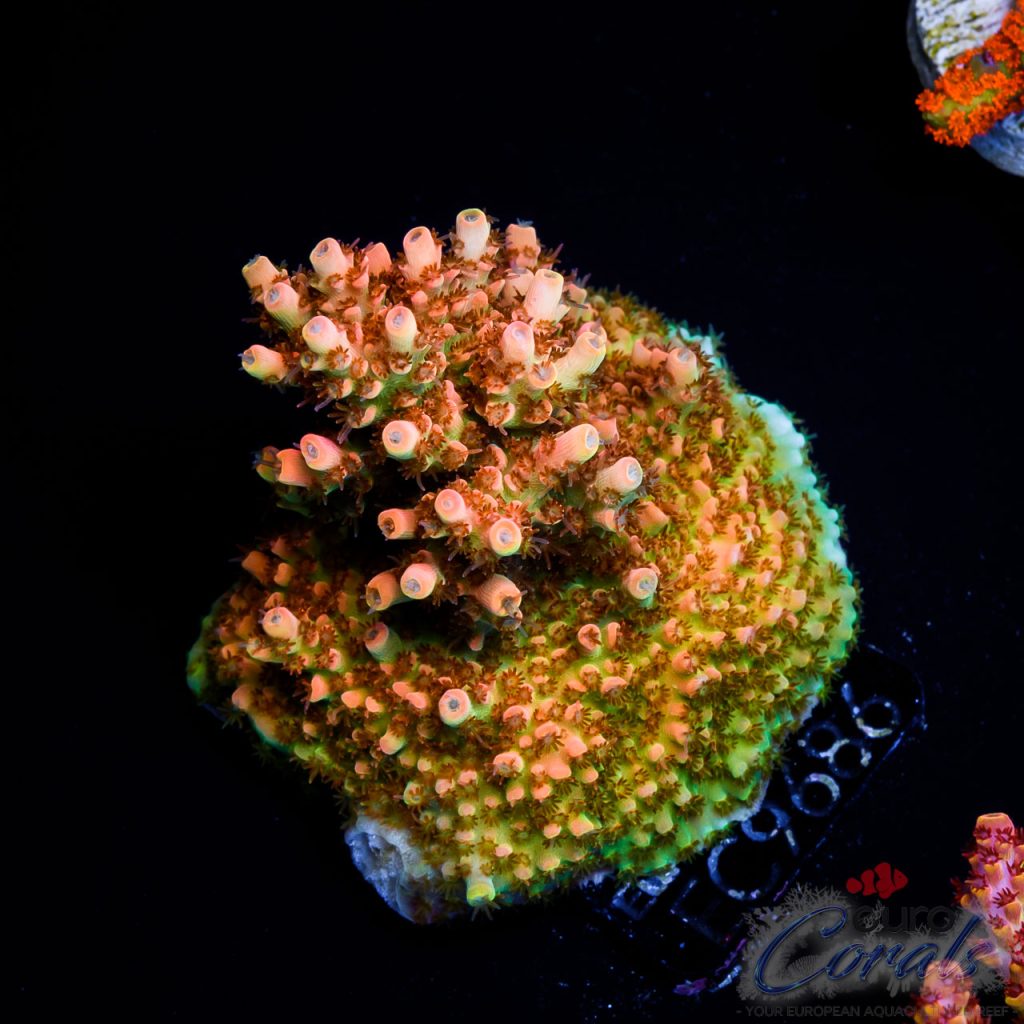 EC Acropora Aquaculture