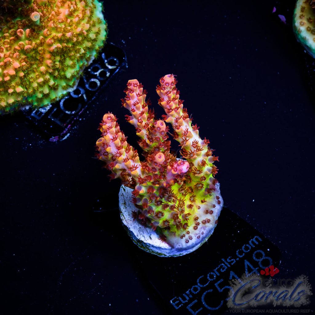 EC Acropora Aquaculture
