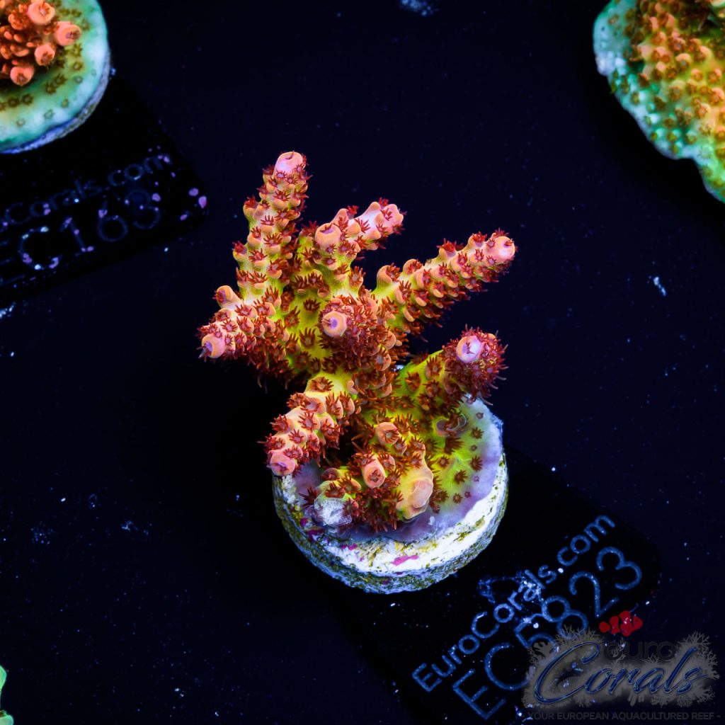 EC Acropora Aquaculture