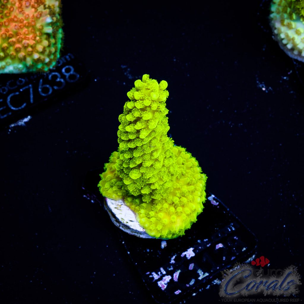 EC Acropora Aquaculture