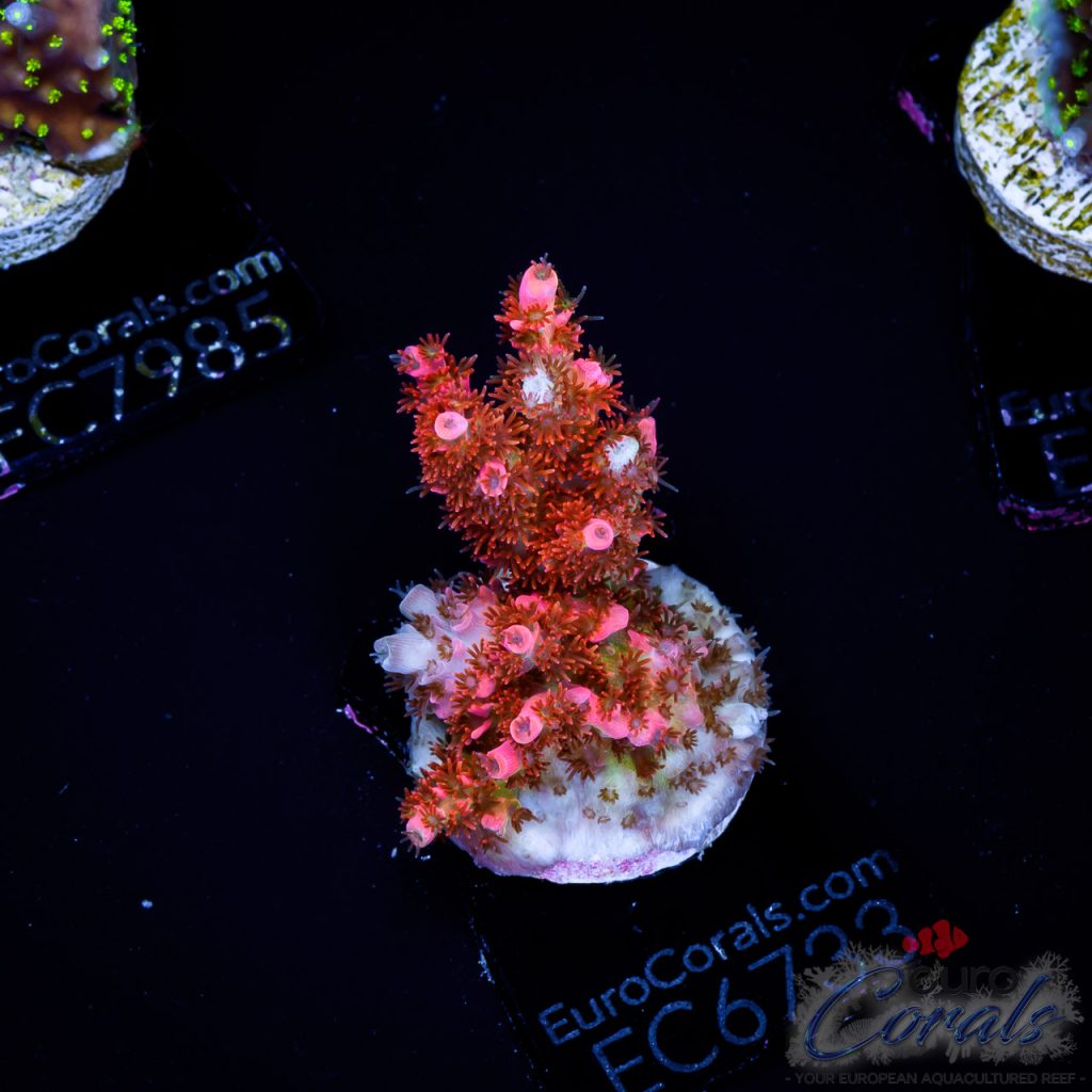 EC Acropora Aquaculture