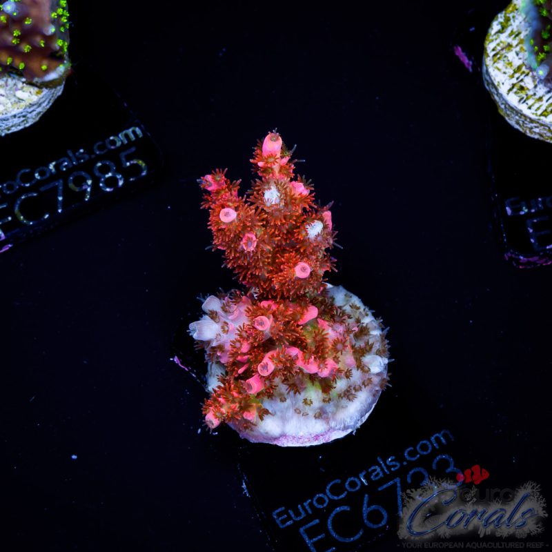 EC Acropora Aquaculture