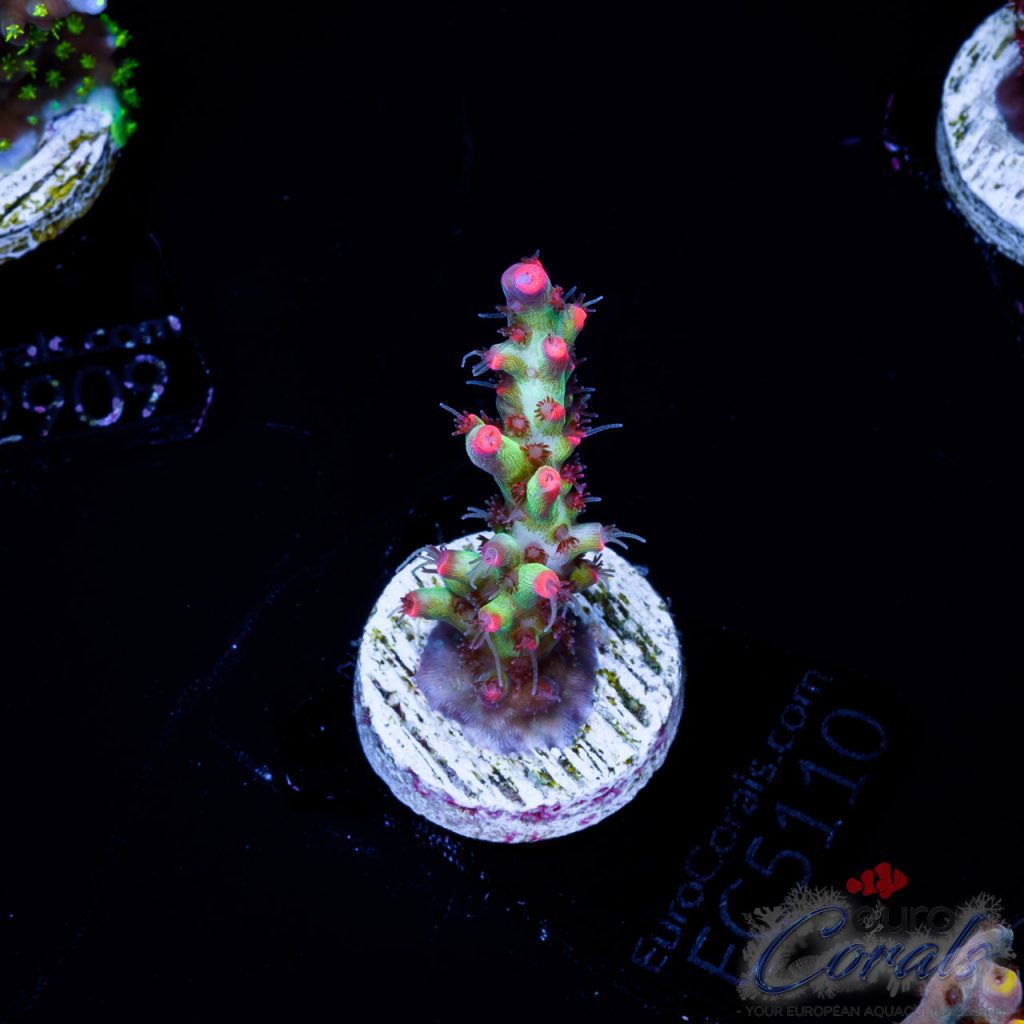 EC Acropora Aquaculture