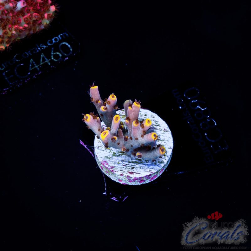 EC Acropora Aquaculture