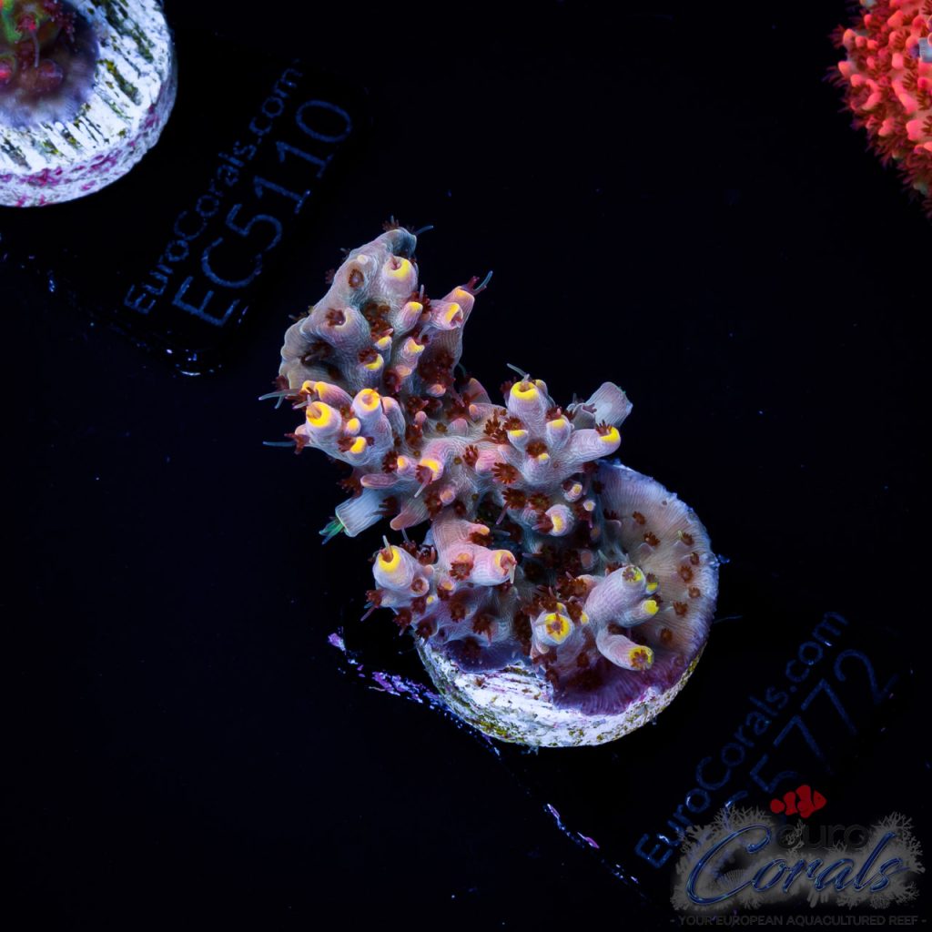 EC Acropora Aquaculture