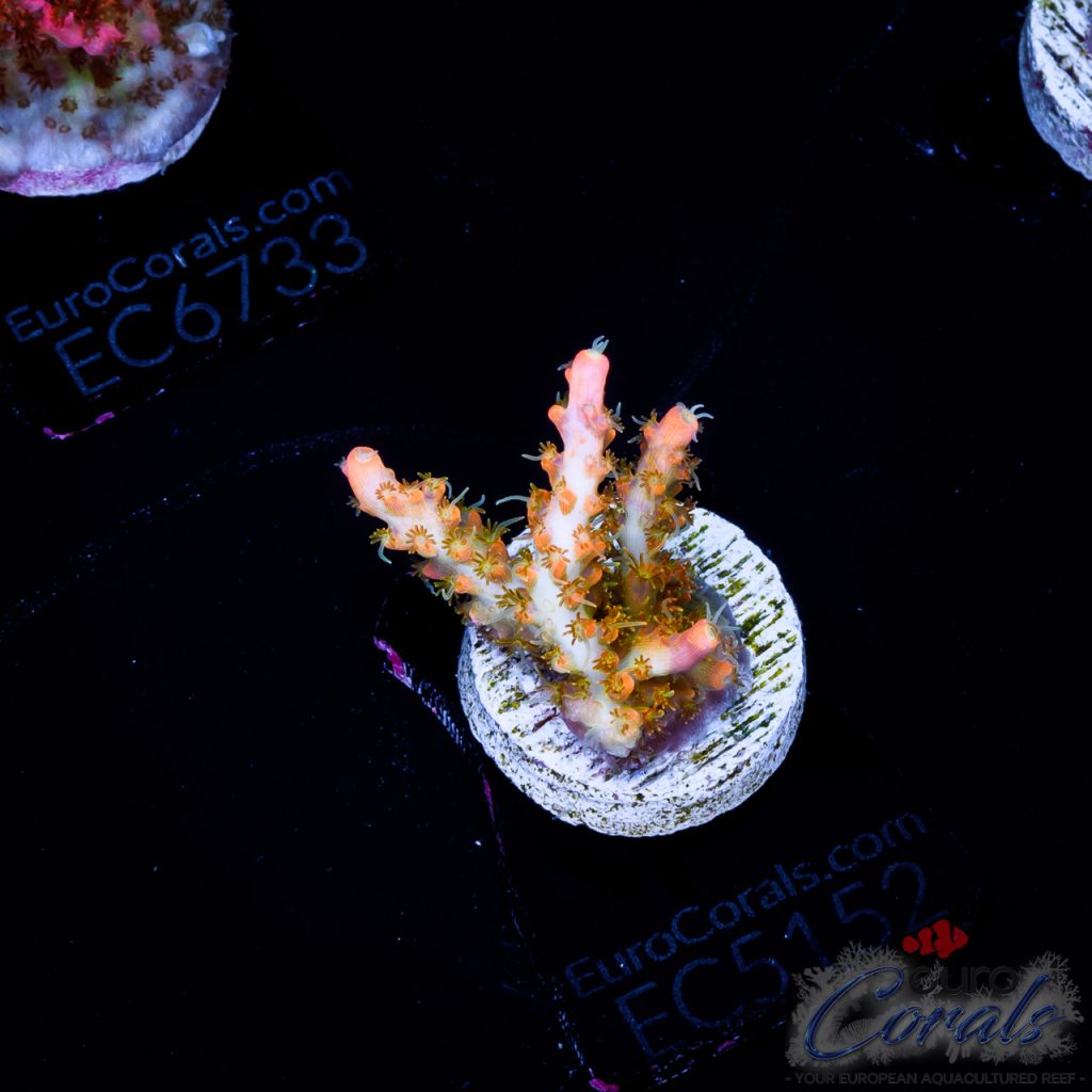 EC Acropora Aquaculture