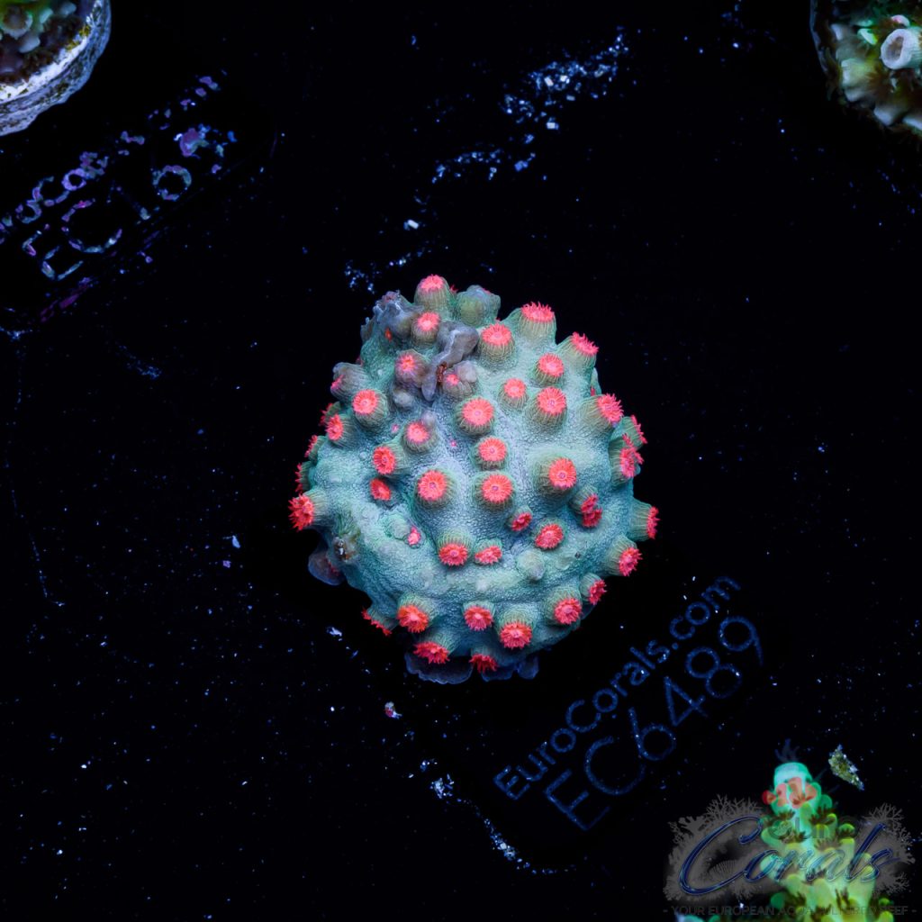 EC Cyphastrea Aquaculture