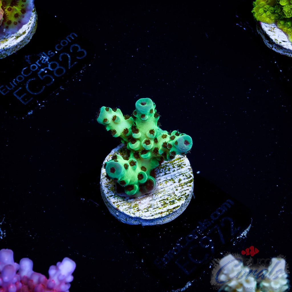 EC Acropora Aquaculture