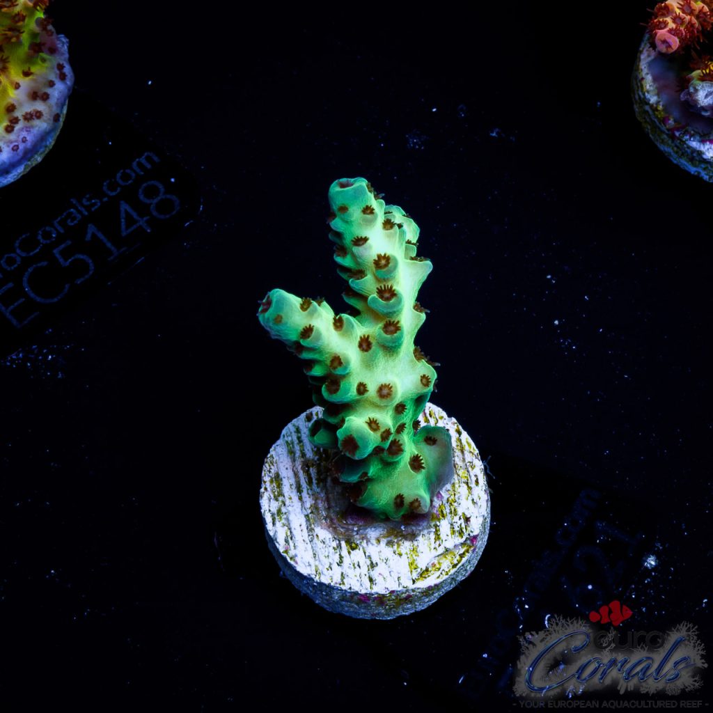 EC Acropora Aquaculture