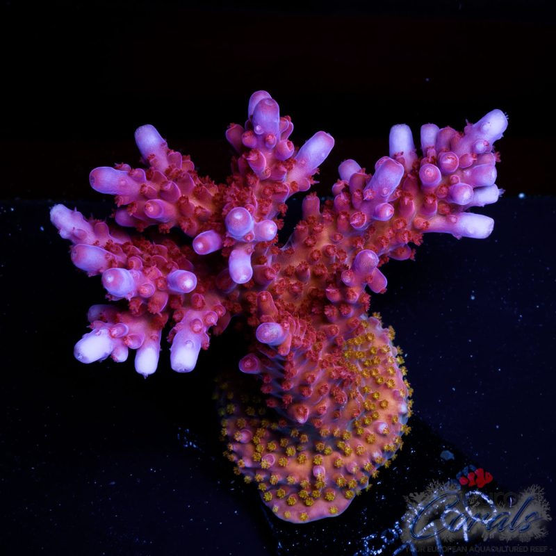 EC Acropora Aquaculture