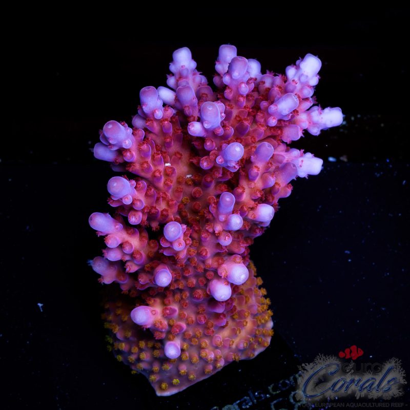 EC Acropora Aquaculture