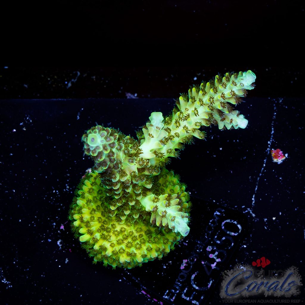 EC Acropora Aquaculture