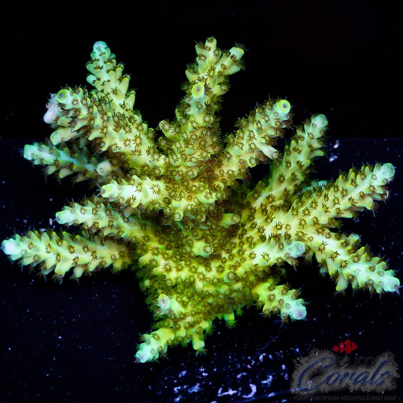 EC Acropora Aquaculture