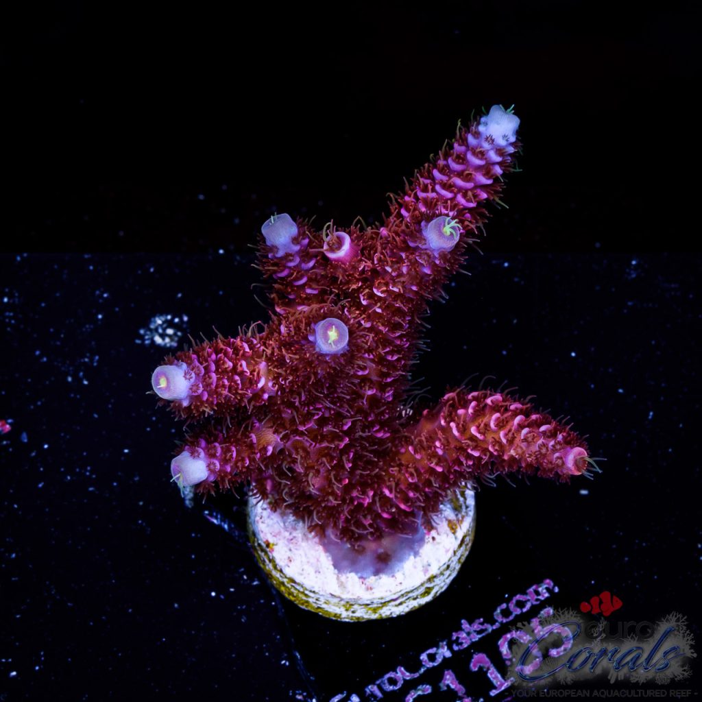 EC Acropora Aquaculture