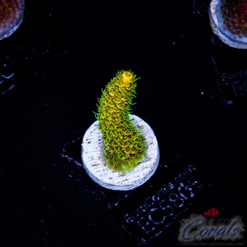 EC Acropora Aquaculture