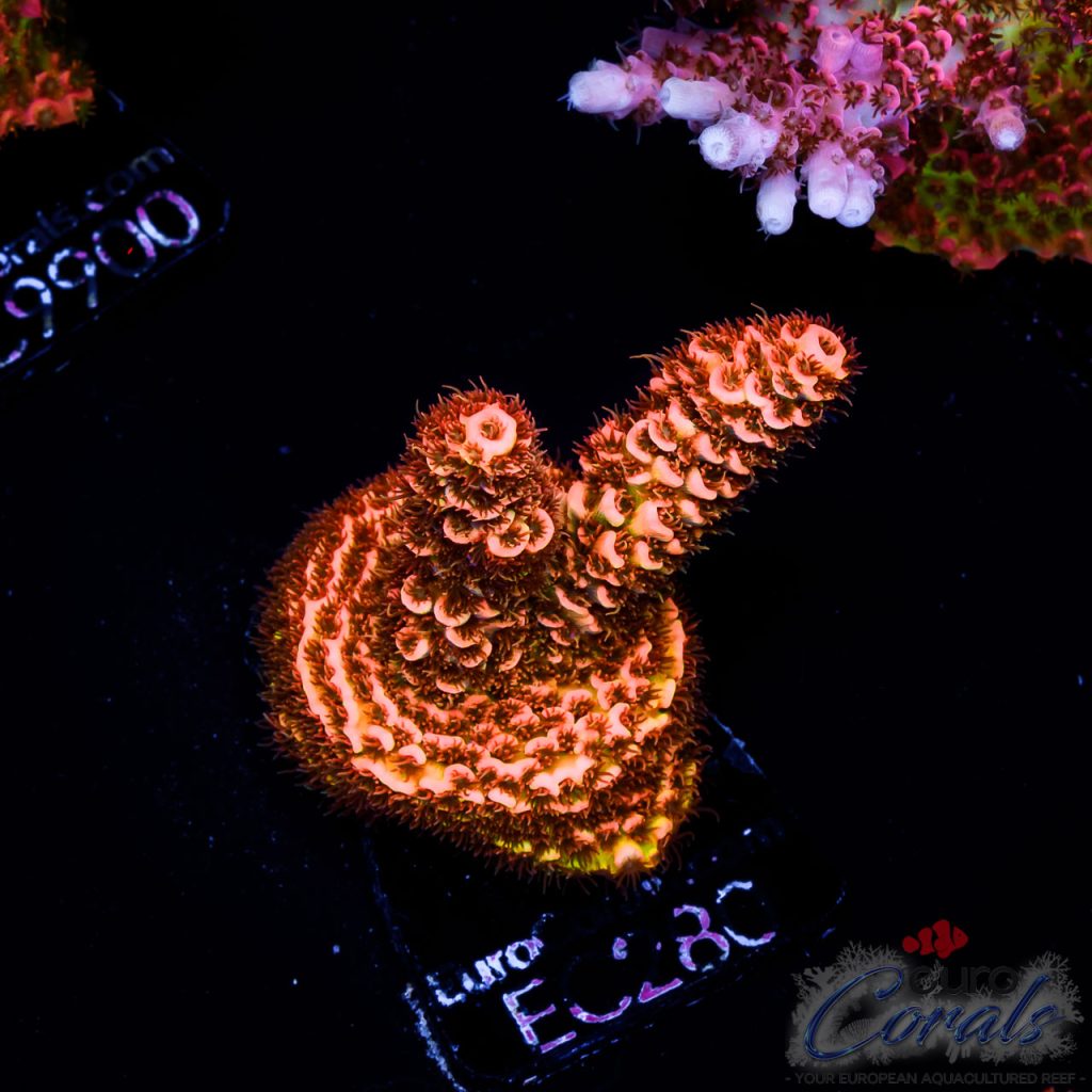 EC Acropora Aquaculture