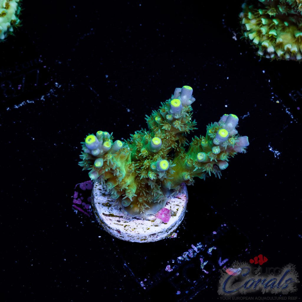 EC Acropora Aquaculture
