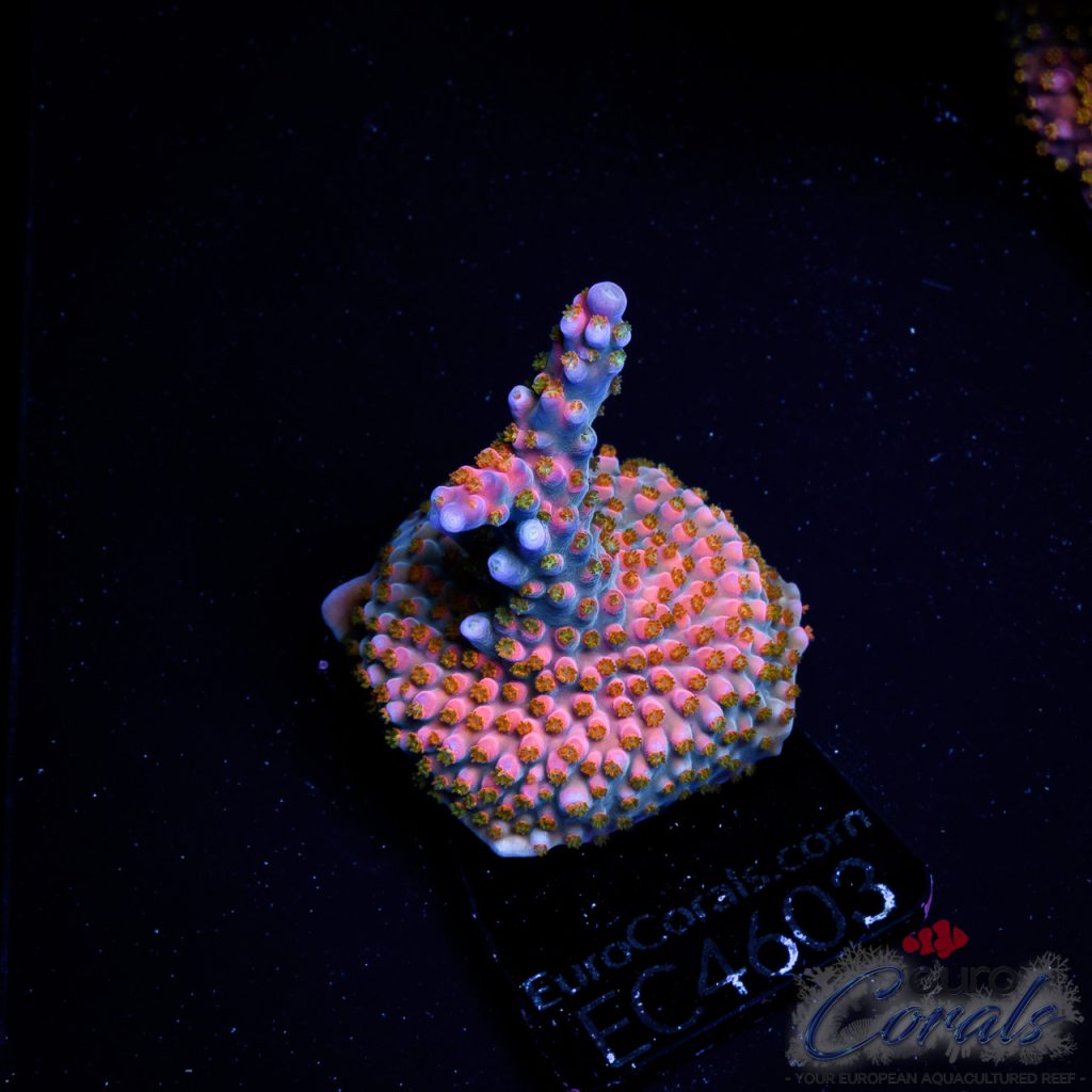 EC Acropora Aquaculture
