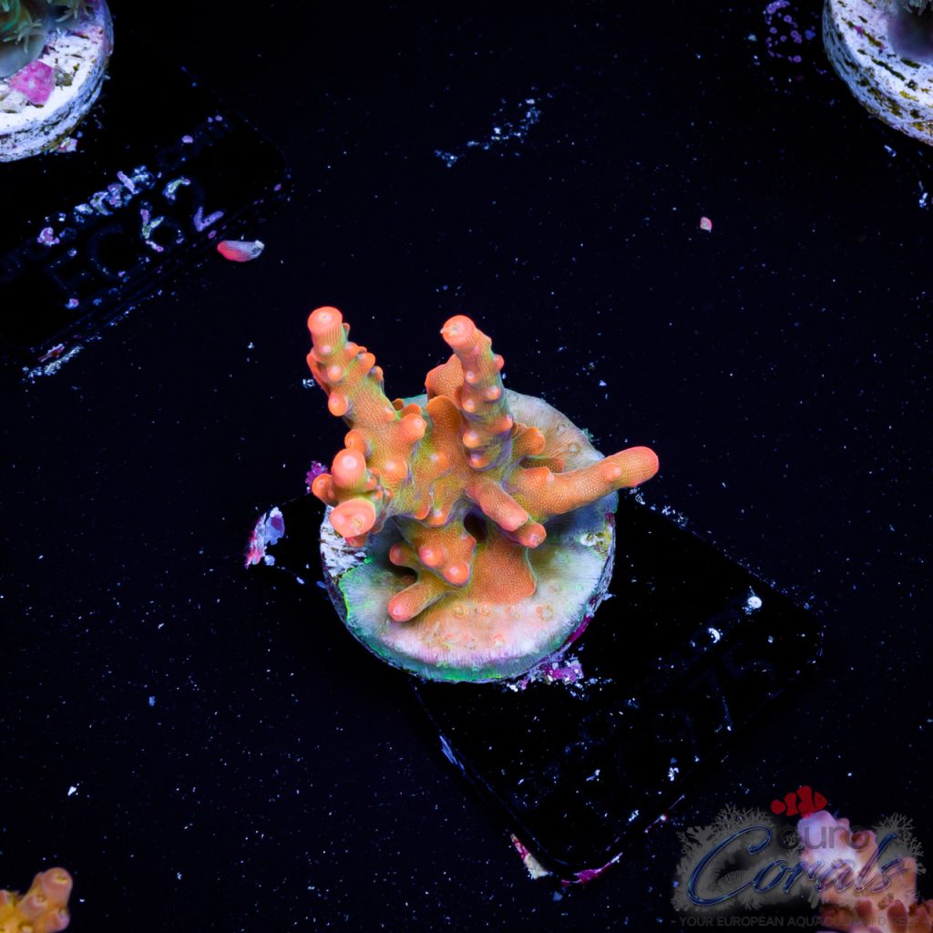 EC Acropora Aquaculture