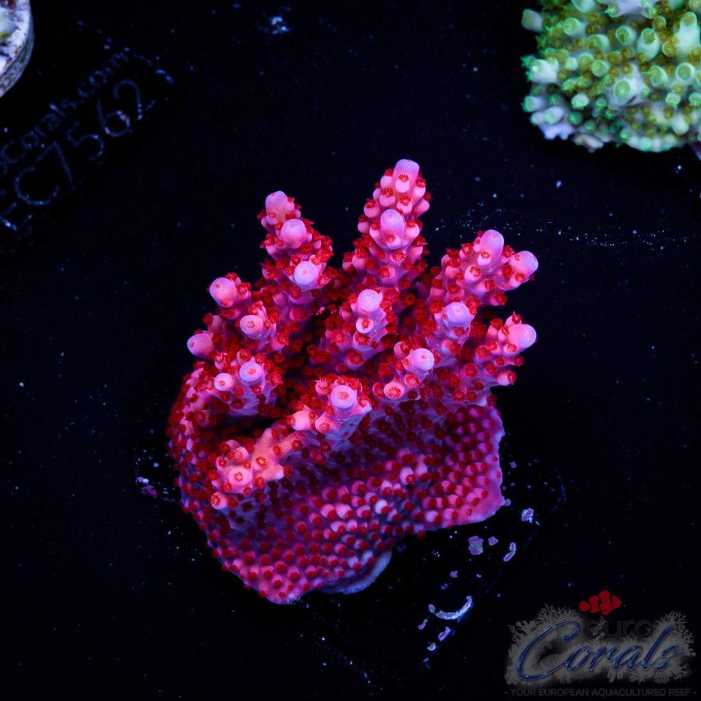 EC Acropora Aquaculture
