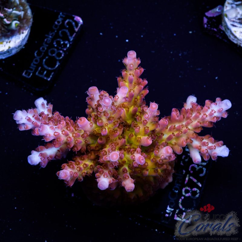 EC Acropora Aquaculture