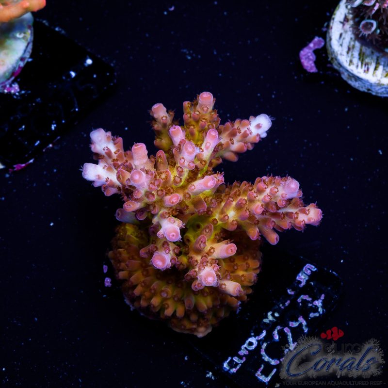 EC Acropora Aquaculture