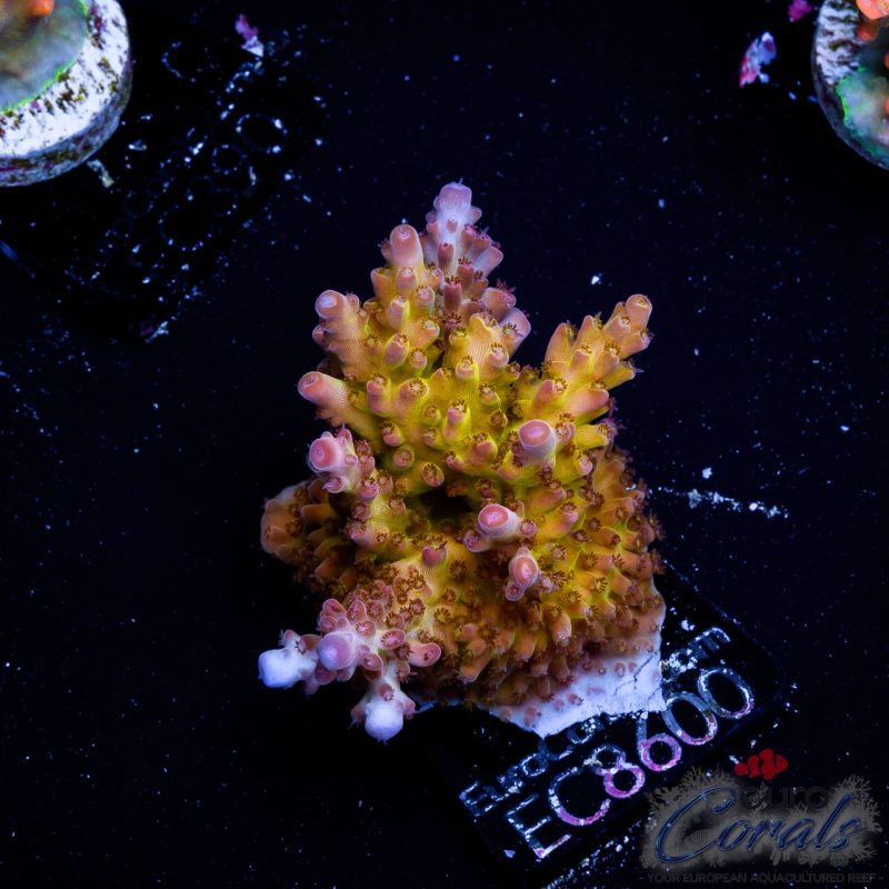 EC Acropora Aquaculture