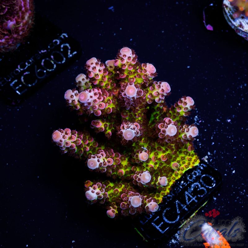 EC Acropora Aquaculture