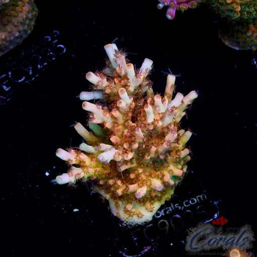 WYSIWYG Cultured Corals