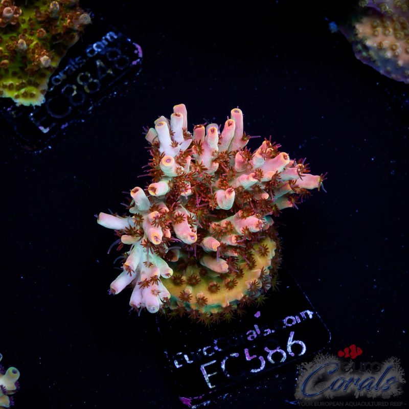 EC Acropora Aquaculture