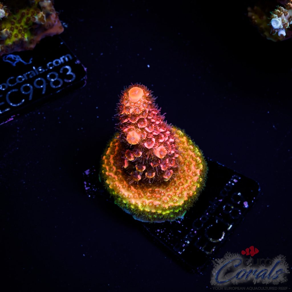 EC Acropora Aquaculture