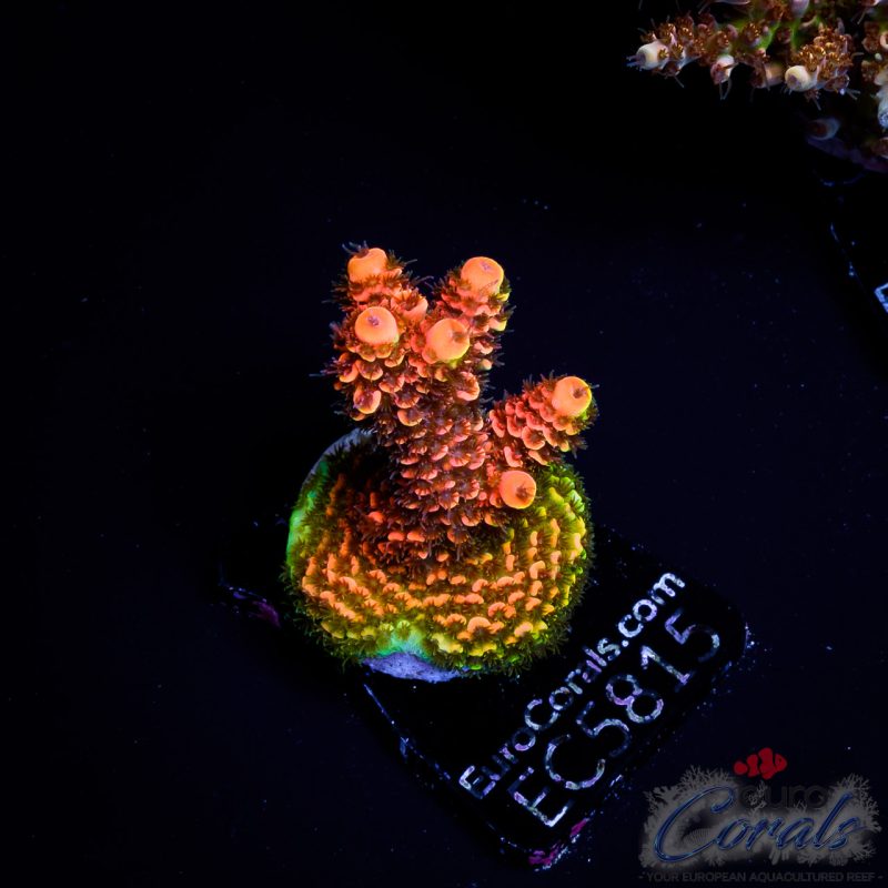 EC Acropora Aquaculture