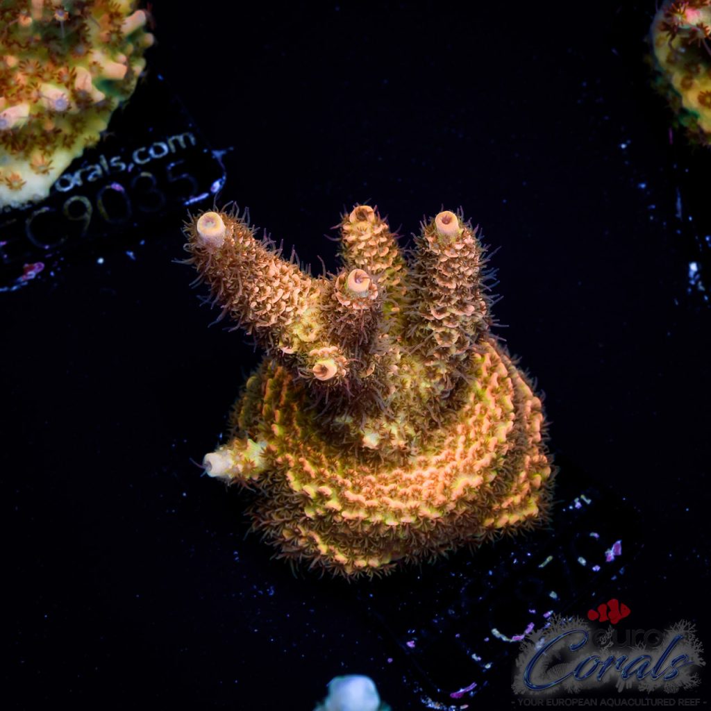 EC Acropora Aquaculture