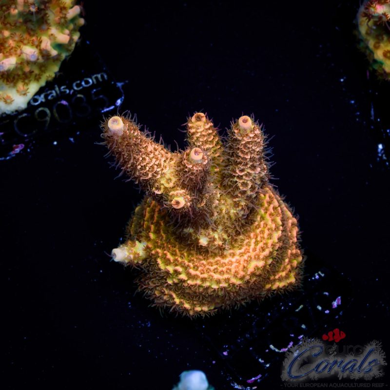 EC Acropora Aquaculture